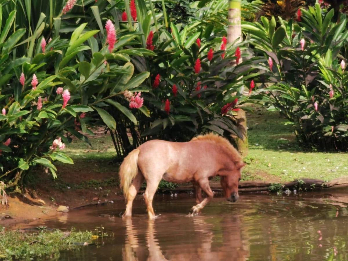 Blue River Resort & Hot Springs Liberia Exteriör bild